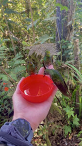 Hummingbirds drinking from a cup in my hand.