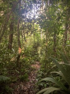 A trail in the Amazon covered by lots of trees and plants.