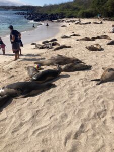 Sea lions sleeping on a beach