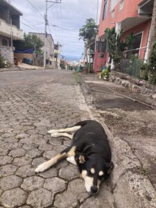 A street in Puerto Baquerizo Moreno, San Cristóbal, Galapagos.