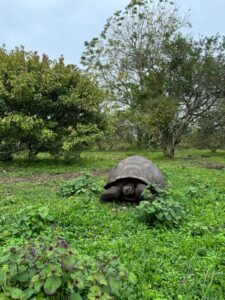 A Galápagos giant tortoise in the El Chato highlands of Santa Cruz, Galápagos.
