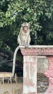 Monkey sitting on one of the railings in Monkey Temple Phnom Penh, Cambodia
