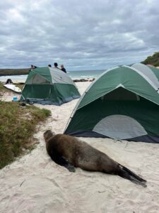 A sea lion sleeping next to tents set up on a beach.
