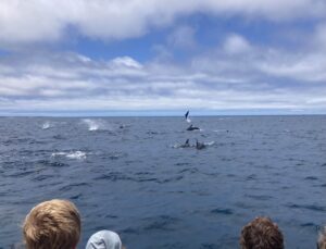 People watching dolphins jump out of the ocean.