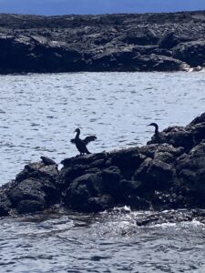 Flightless cormorants drying their wings in the Galapagos.