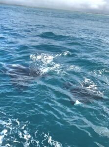 Manta rays just below the surface of the water out in the ocean.