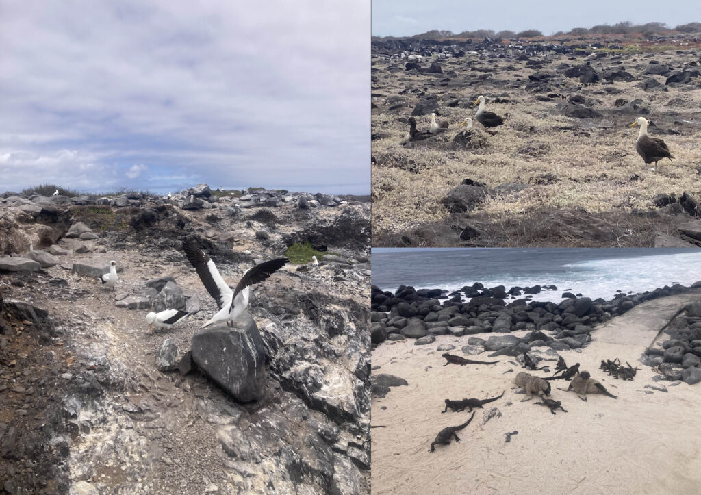A small collage of wildlife seen in the Galapagos.