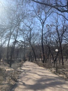 Forest walk to get to campus