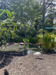 A botanic garden with green trees and a white goose.
