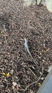 A small lizard on top of dry branches.