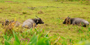 Three buffalo in a field
