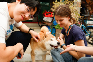 Shiba Inu (dog) being pet by two people and sniffing the hand of someone off screen