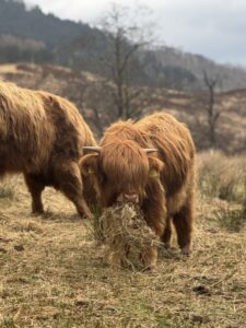 Two Highland Cows eating grass in the mountains.