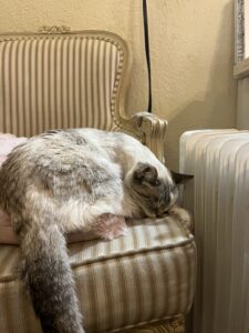 A white and grey cat sleeps curled up on a white and cream striped sofa, with a pink pillow underneath the cat