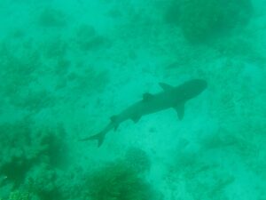 A (small) reef shark seen swimming under our group when we were snorkeling.