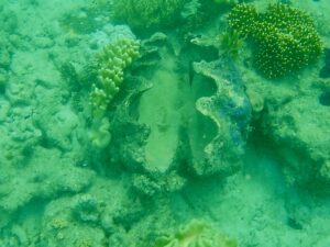 A giant clam seen when scuba diving (at least a couple of feet wide and sitting wide open)