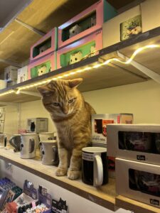 An orange tabby cat with darker stripes is sitting on a wooden shelf among various cat-themed mugs and boxed products in a store. The cat is looking downward with a slightly curious expression. The shelf above has additional boxed mugs, and there is a strip of warm yellow LED lights illuminating the display.