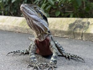 A large lizard seen in the sanctuary.