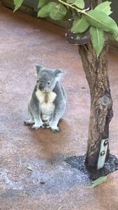 A koala sitting on the ground in the sanctuary.