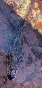 A sea slug in the tide pools of the Sunshine Coast.