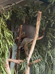 Sleepy koala in its tree.