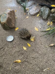 Echidna seen in the koala sanctuary (a bit like a hedgehog).